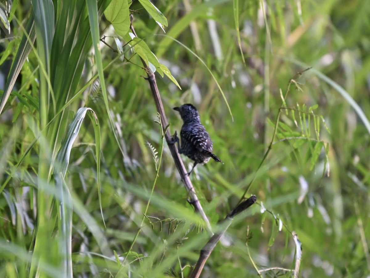 Batará Barrado - ML645319794