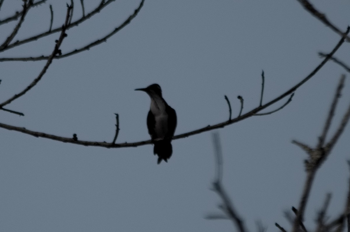 Black-throated Mango - ML645319796