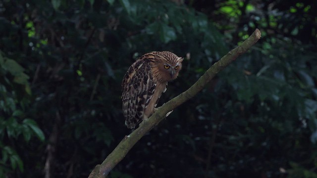 Buffy Fish-Owl - ML645319798