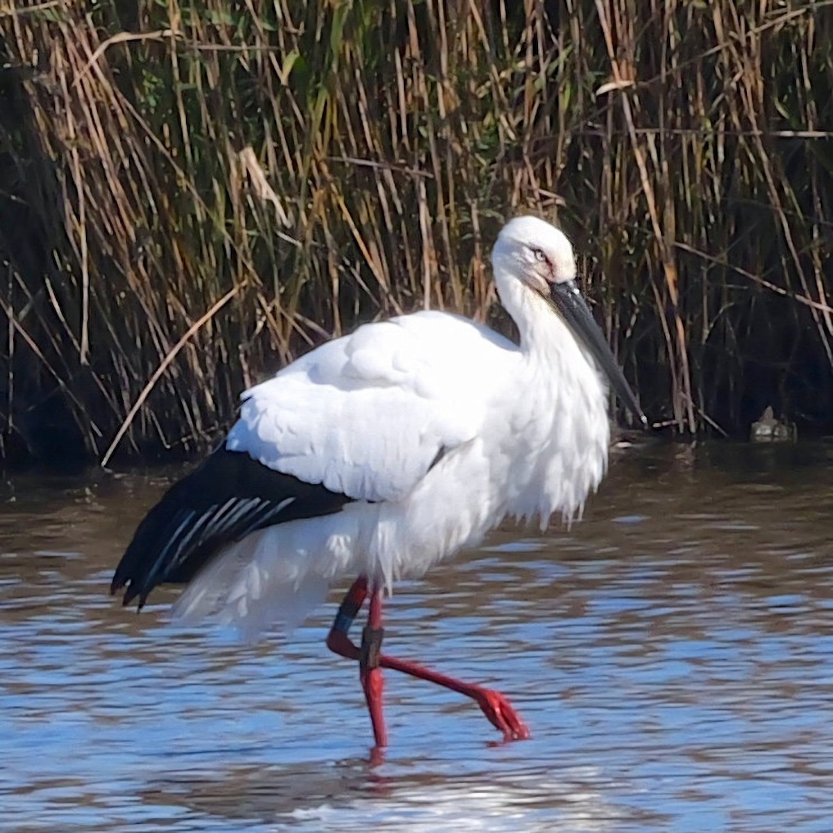 čáp východní - ML645319799