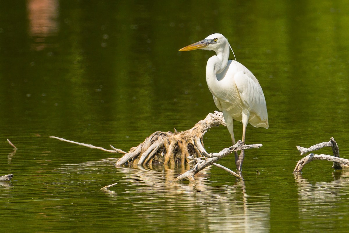 Great Blue Heron (Great White) - ML645319806