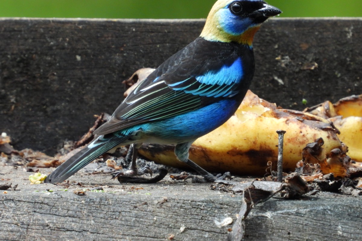 Golden-hooded Tanager - ML645319822