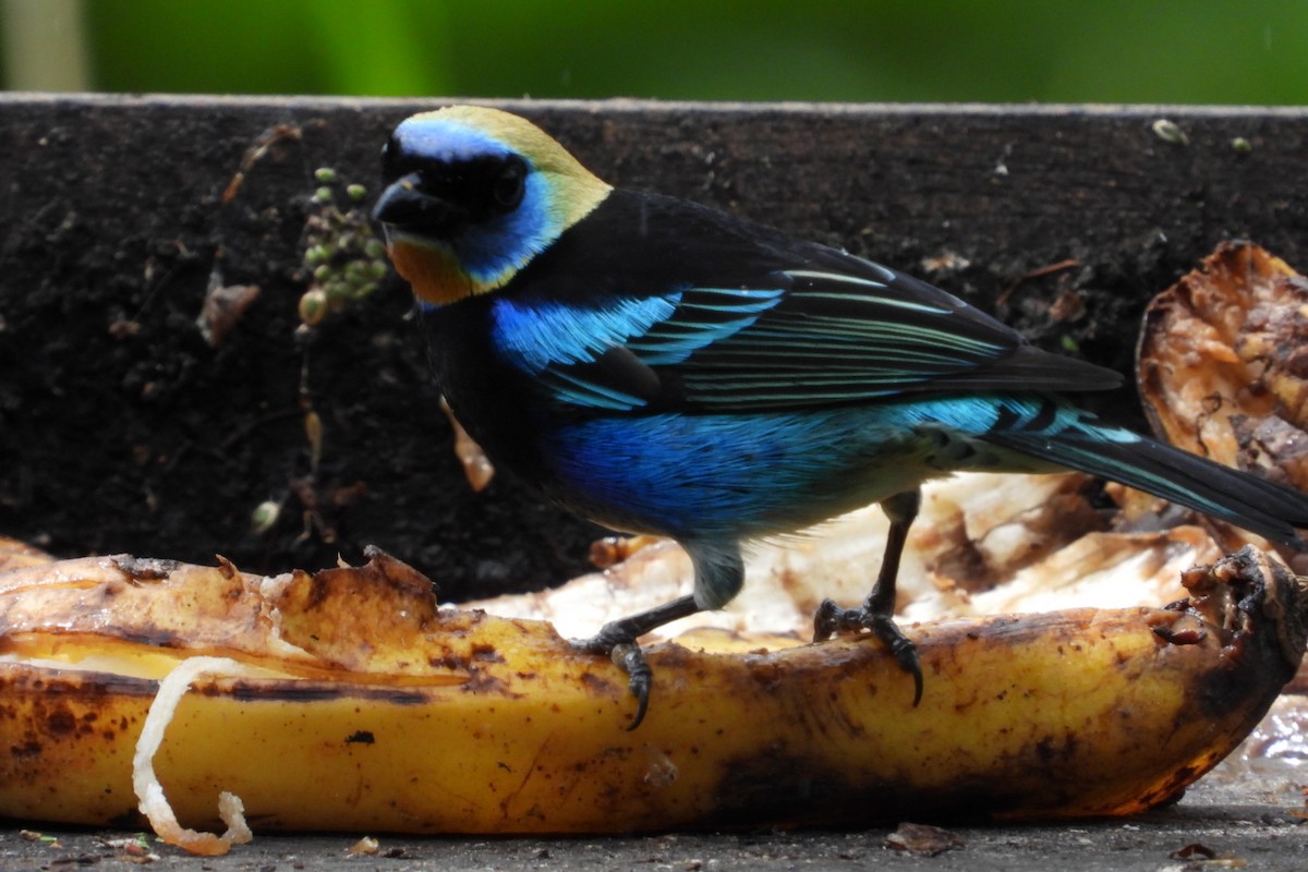 Golden-hooded Tanager - ML645319823
