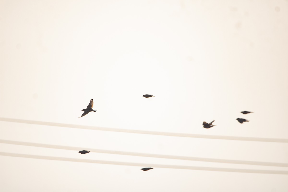 Mongolian Short-toed Lark - ML645319826