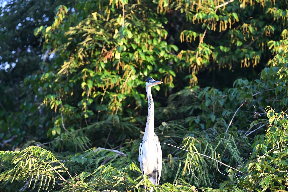 Cocoi Heron - ML645319828