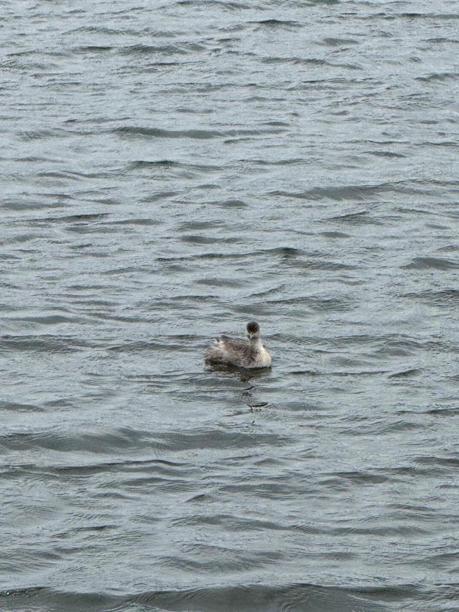 Zampullín Canoso - ML645319832