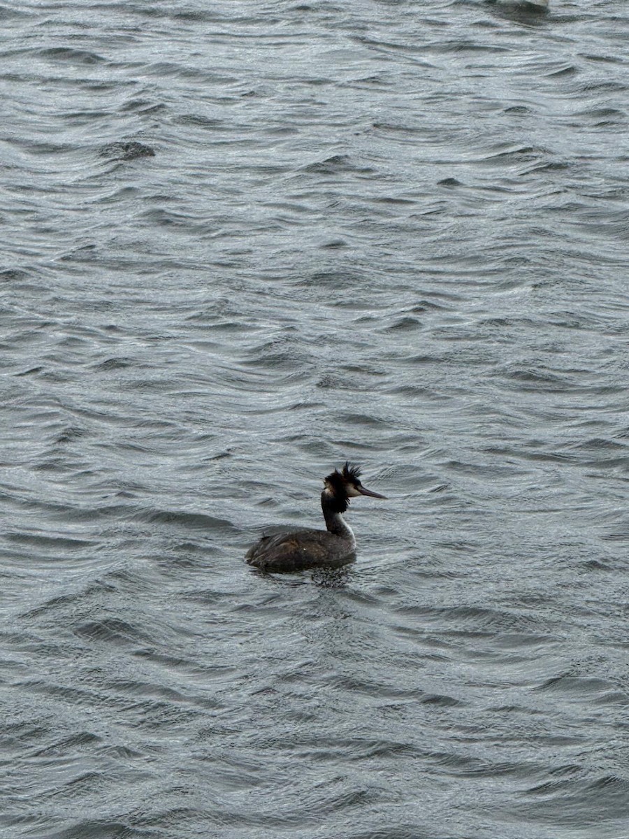Great Crested Grebe - ML645319838