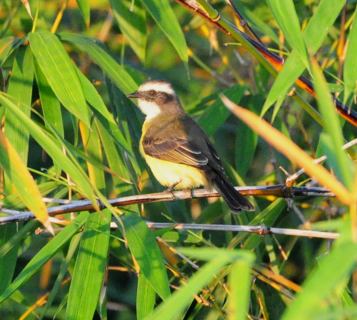 Sosyal Tiran - ML645319839