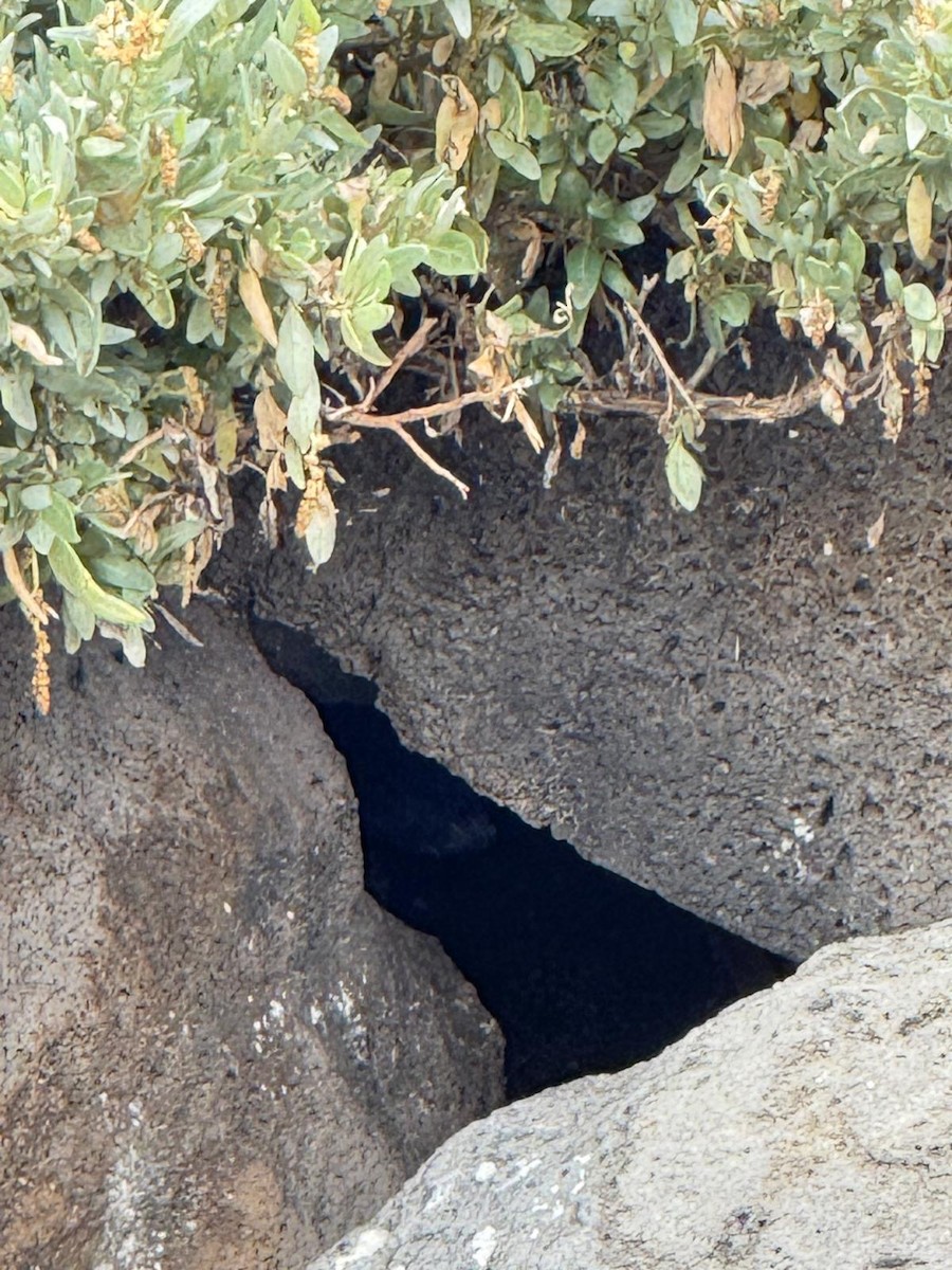 Little Penguin - ML645319848