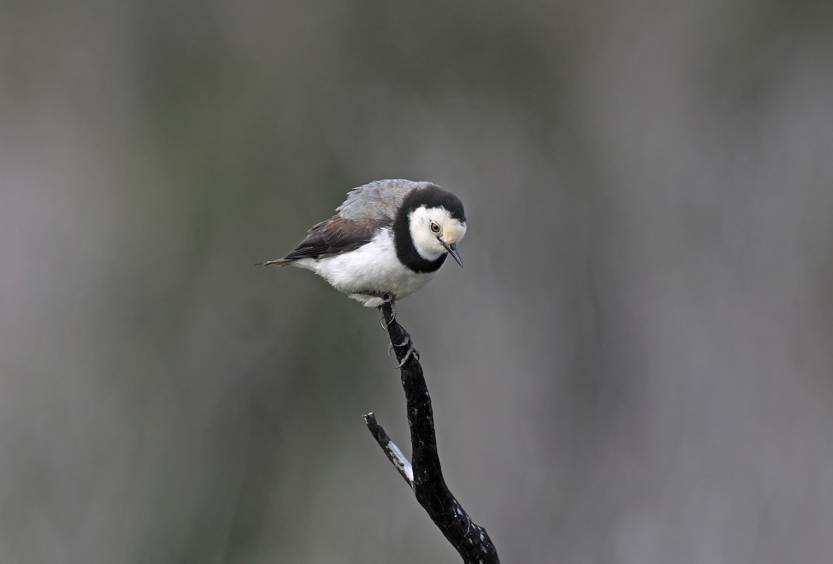 White-fronted Chat - ML645319851