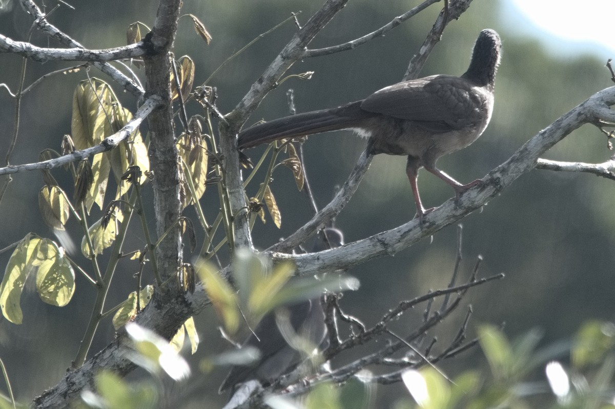 Speckled Chachalaca - ML645319854