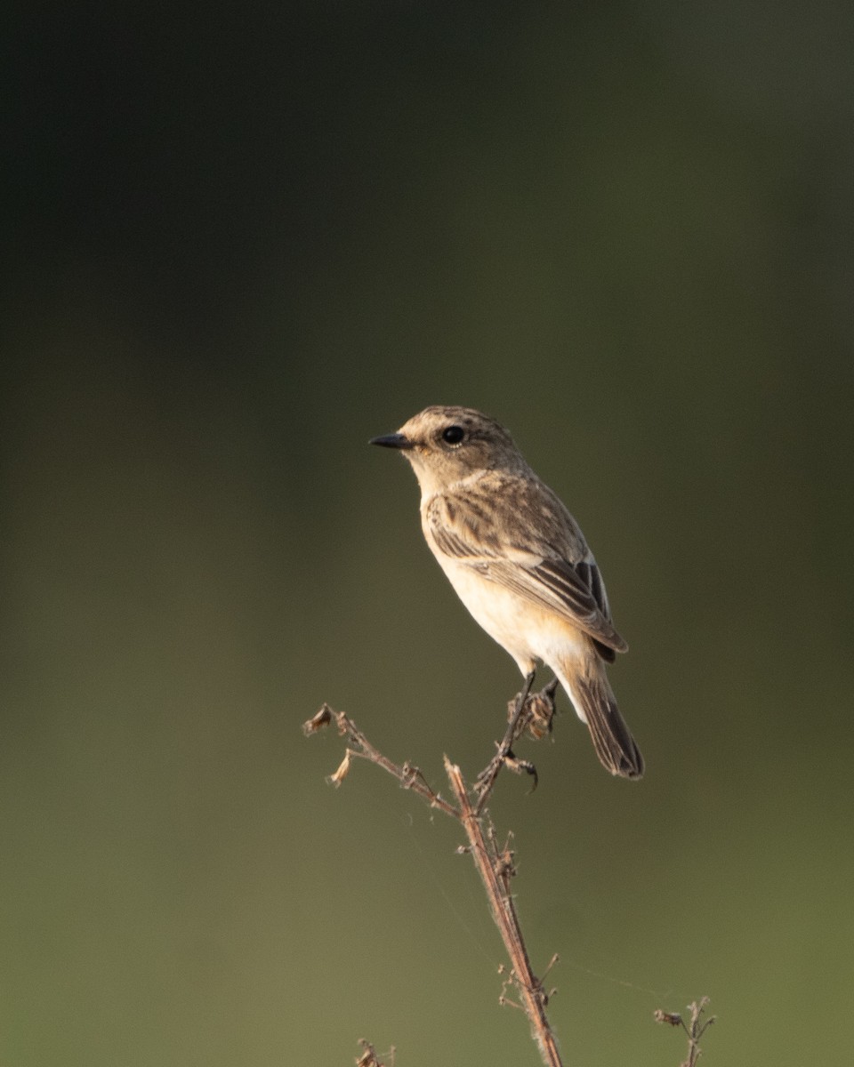 bramborníček sibiřský - ML645319864