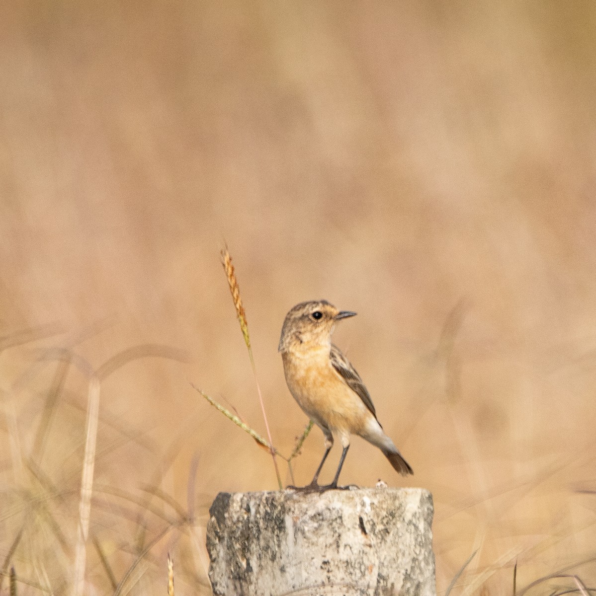bramborníček sibiřský - ML645319865