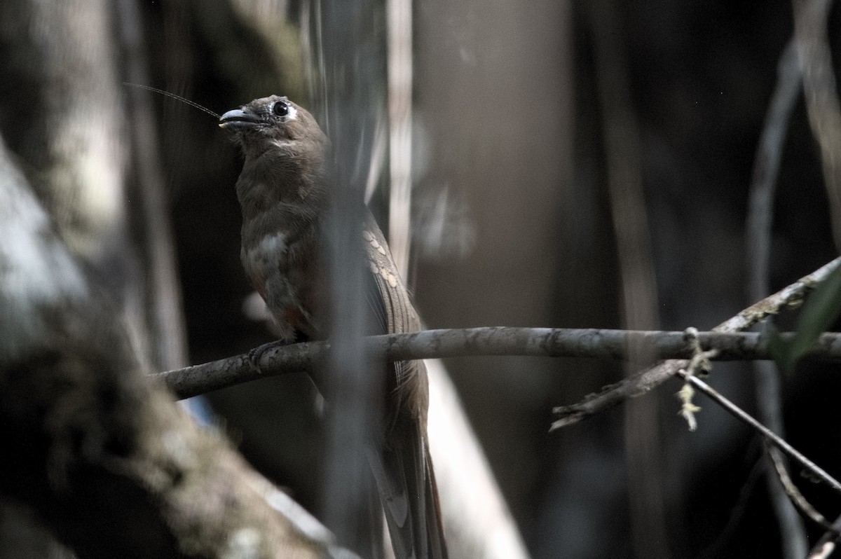 Collared Trogon - ML645319872