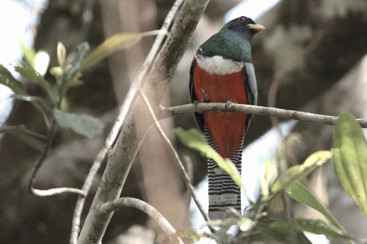 Collared Trogon - ML645319873