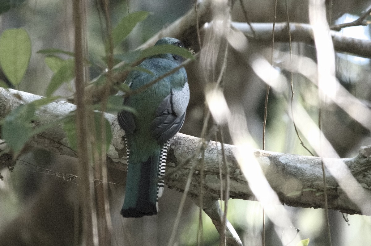 Collared Trogon - ML645319874