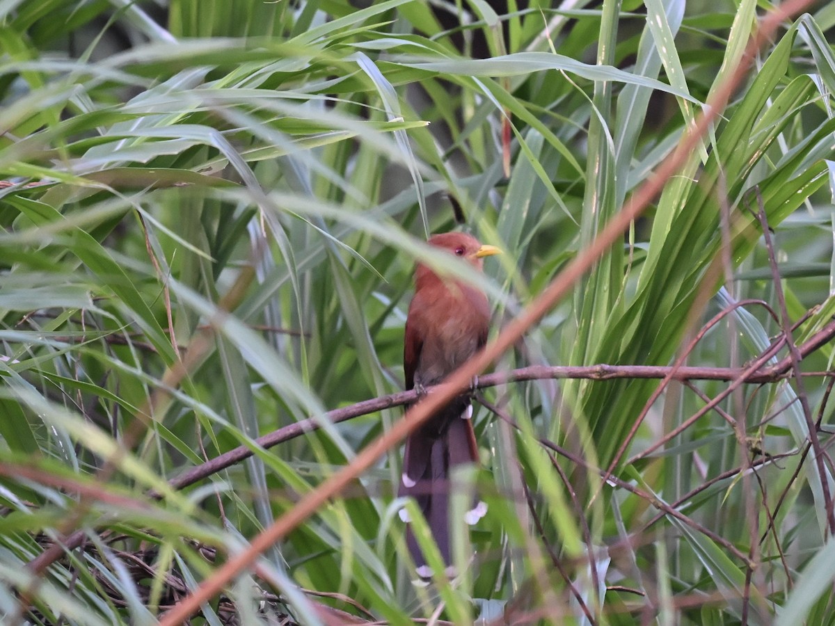 Little Cuckoo - ML645319885