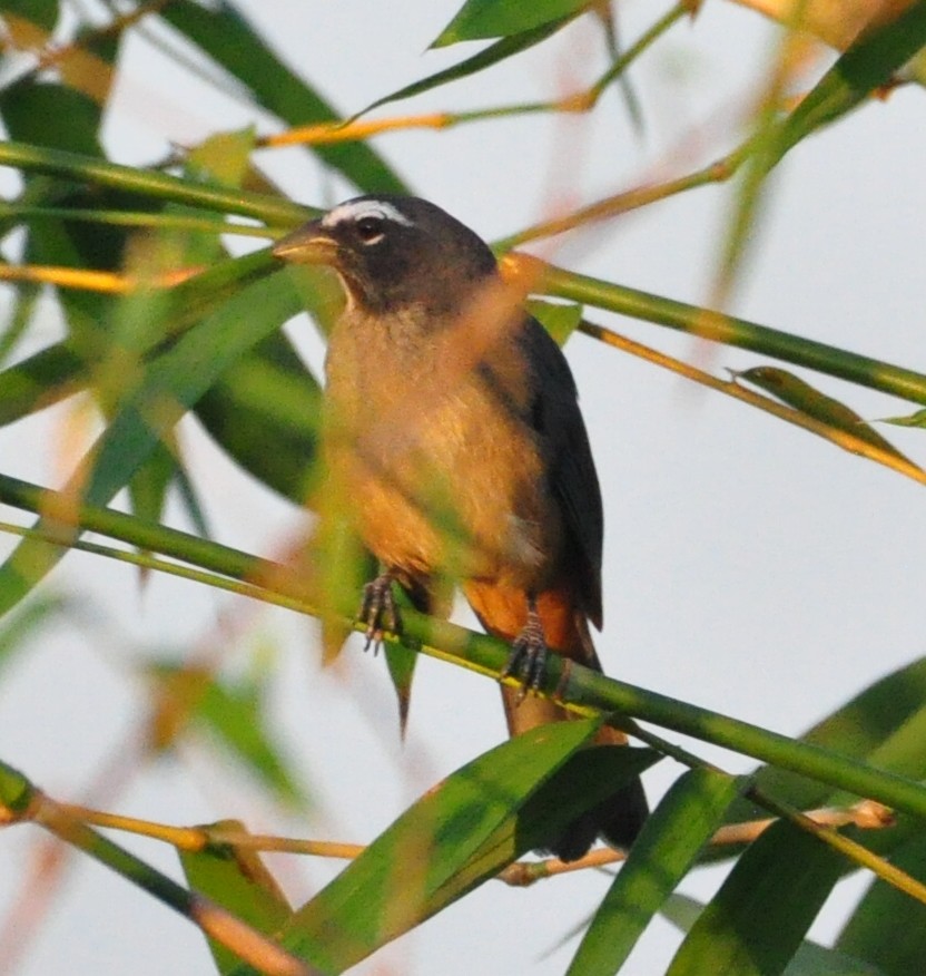 Cinnamon-bellied Saltator - ML645319889
