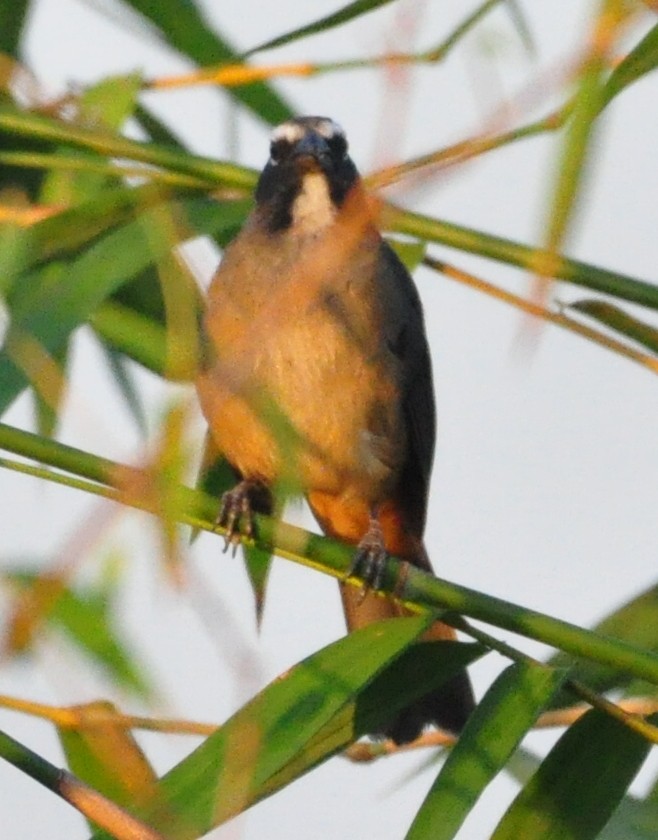 Cinnamon-bellied Saltator - ML645319890