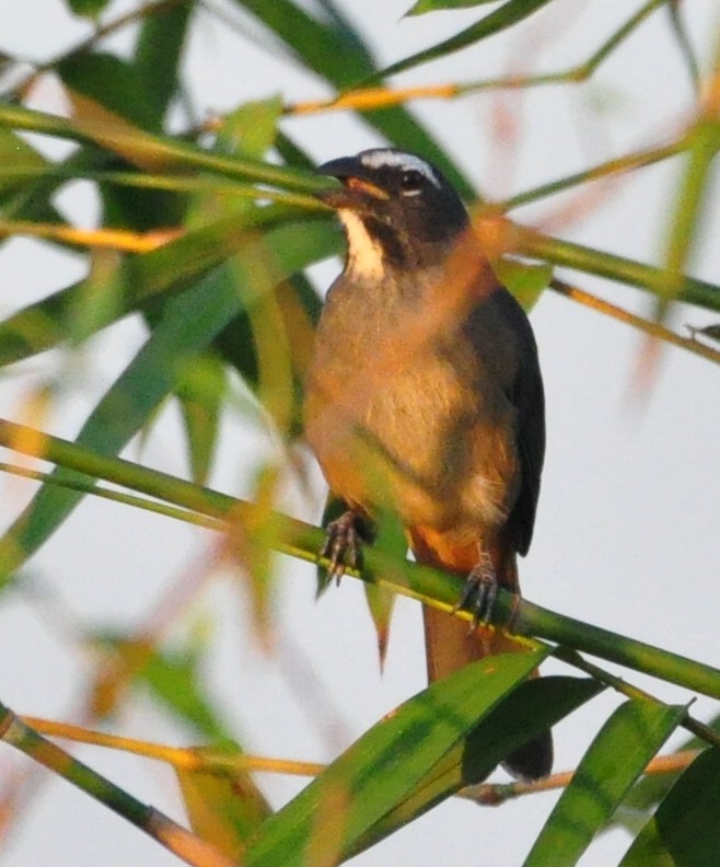 Cinnamon-bellied Saltator - ML645319891