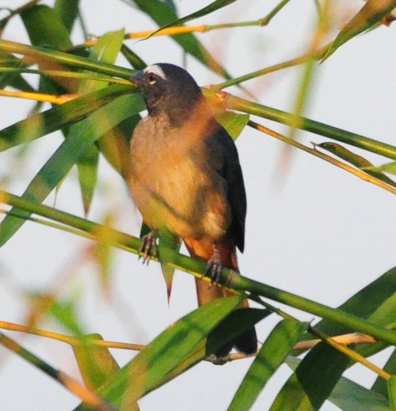 Cinnamon-bellied Saltator - ML645319892