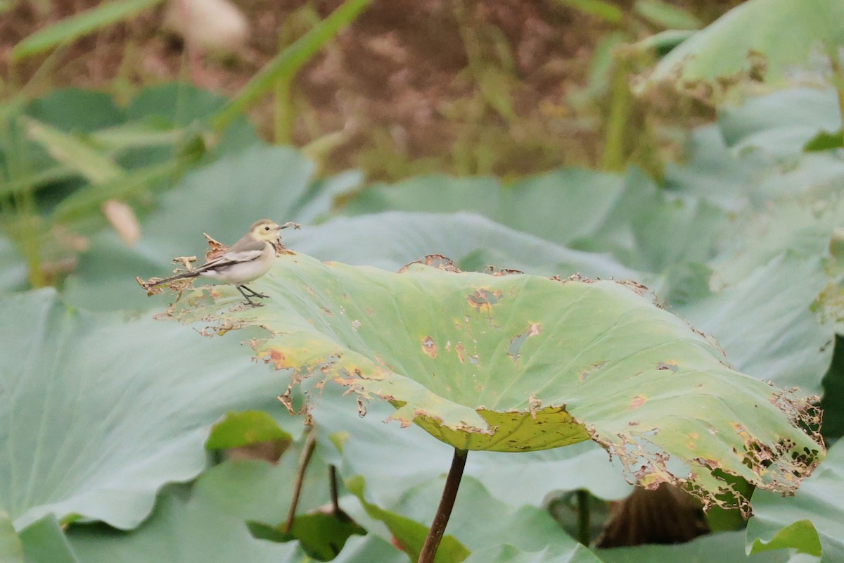 White Wagtail - ML645319893