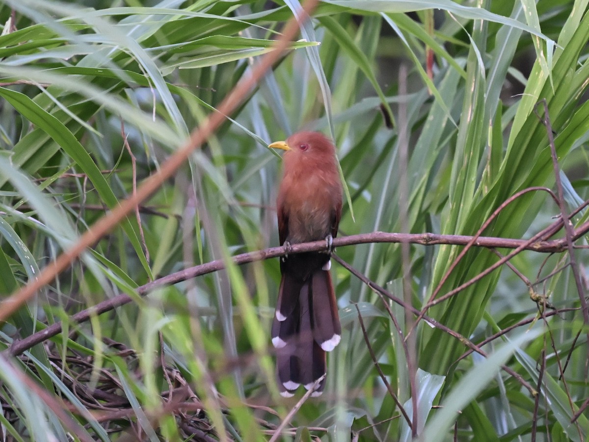 Little Cuckoo - ML645319895