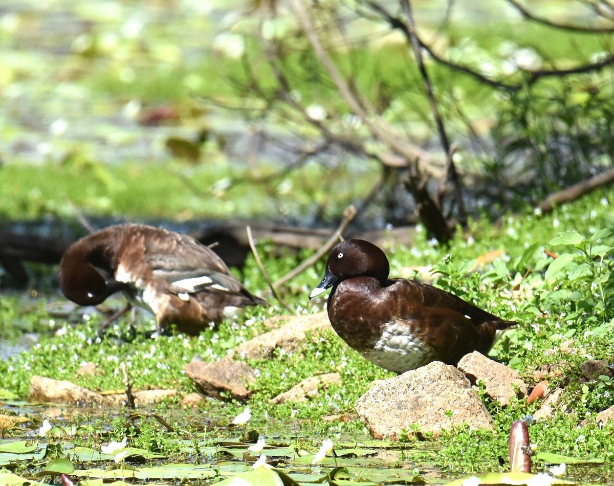 Hardhead - ML645319899