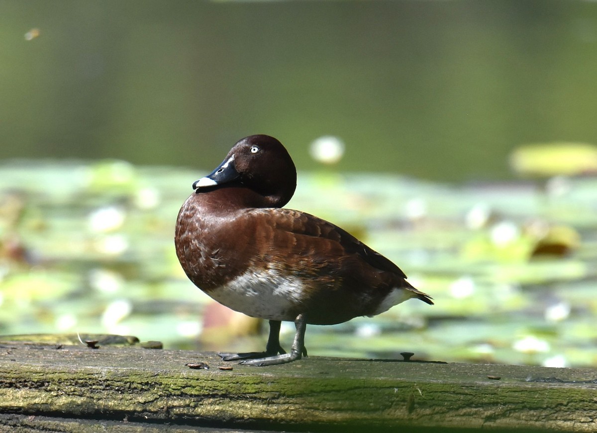 Hardhead - ML645319900