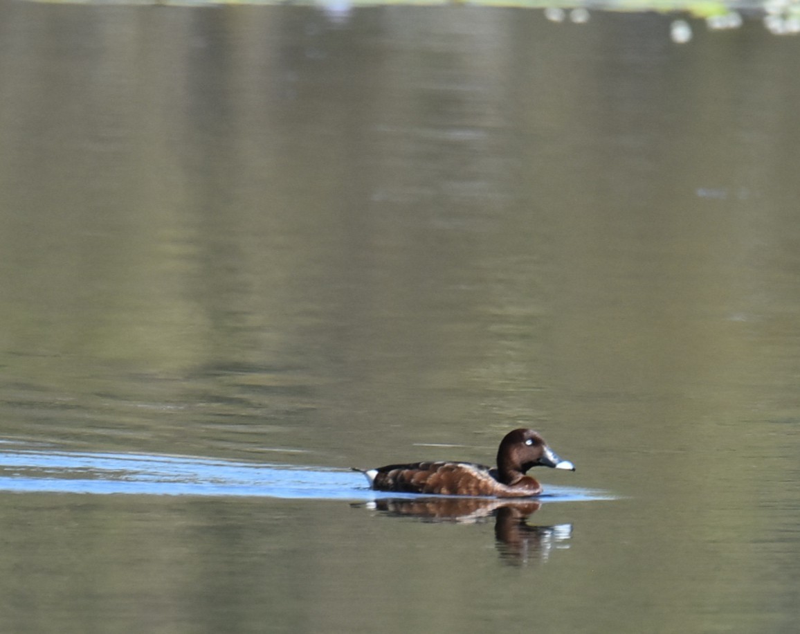 Hardhead - ML645319901