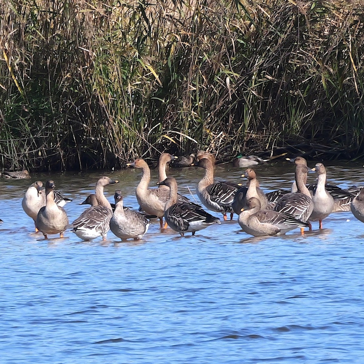 オオヒシクイ - ML645319919