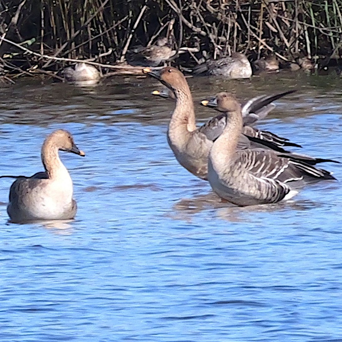 オオヒシクイ - ML645319931