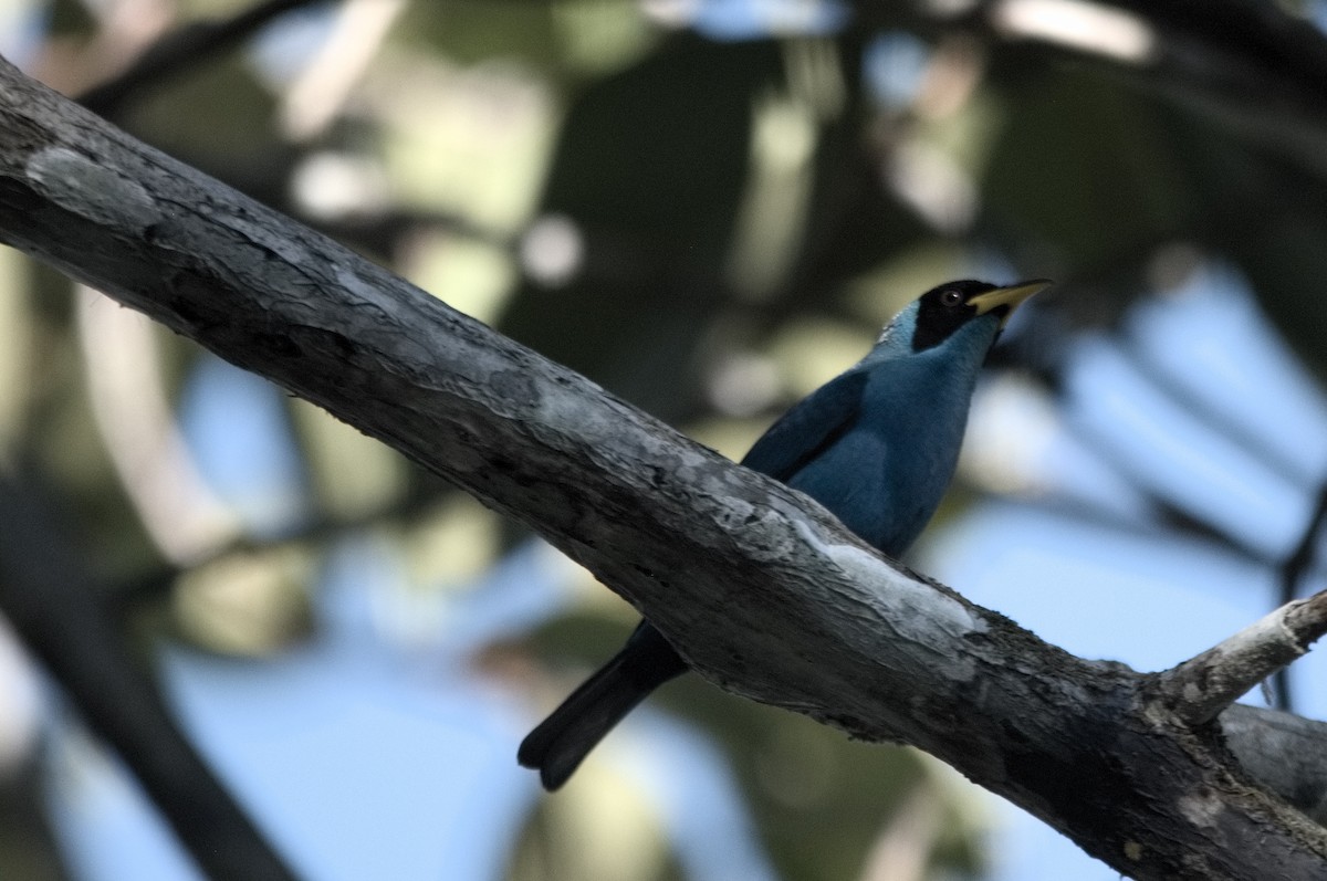 Green Honeycreeper - ML645319945