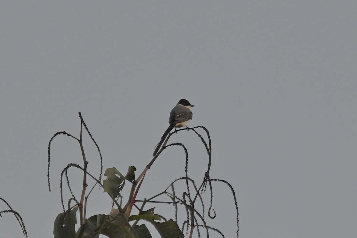 Fork-tailed Flycatcher - ML645319969