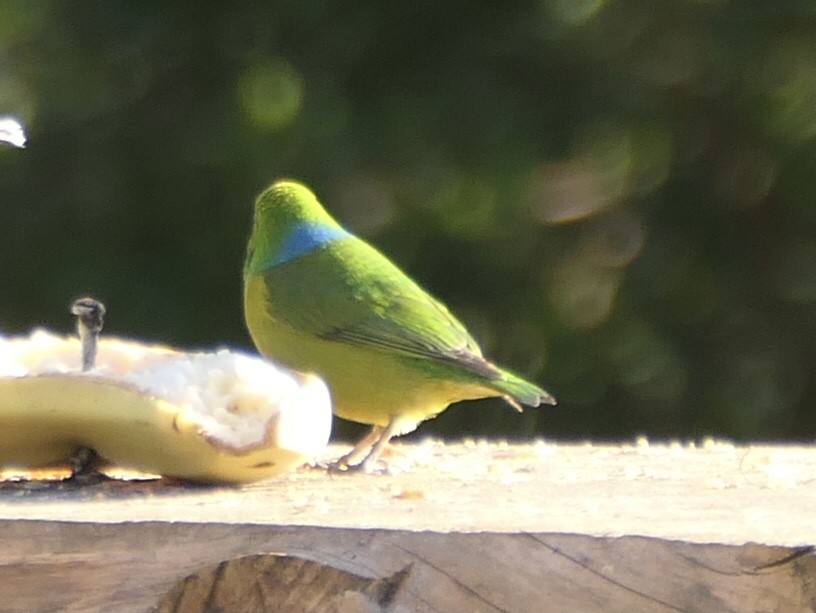 Blue-naped Chlorophonia - ML645319970