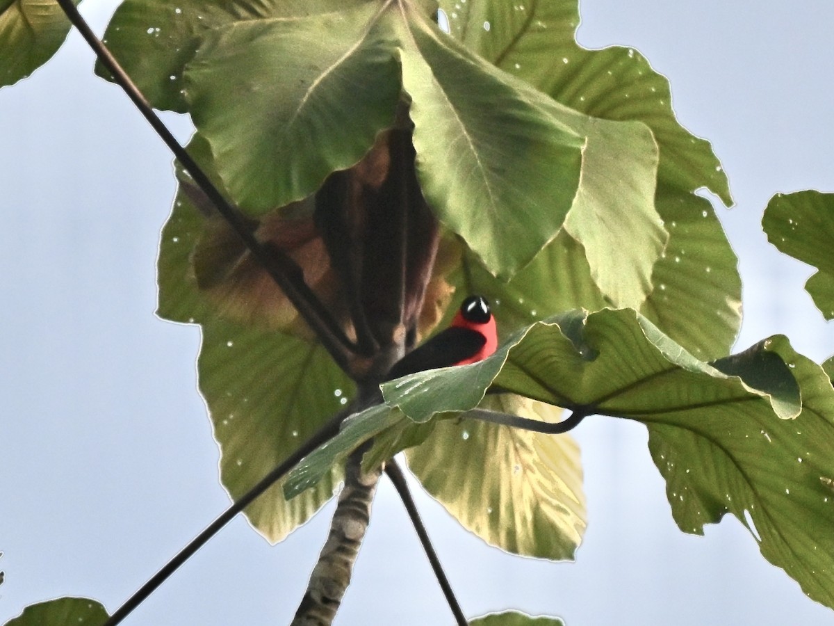 Silver-beaked Tanager - ML645319979
