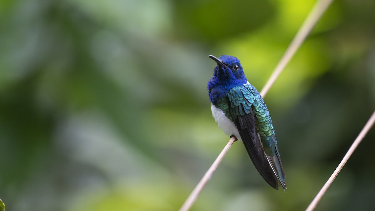 White-necked Jacobin - ML645319984