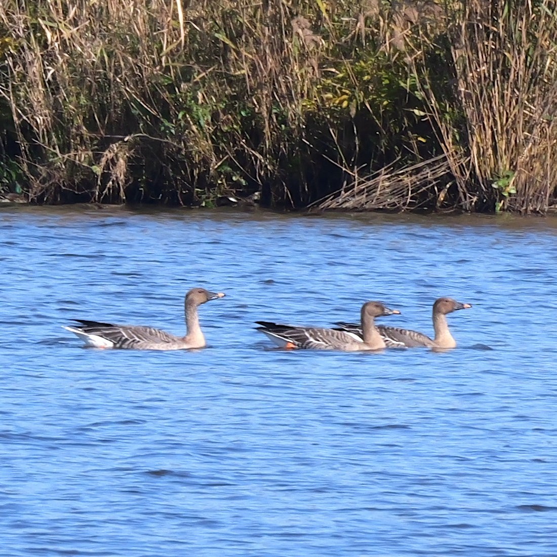 ヒシクイ - ML645319986