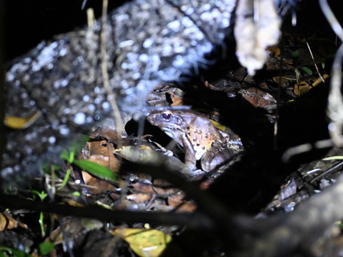Knudsen's Thin-toed Frog - ML645319987