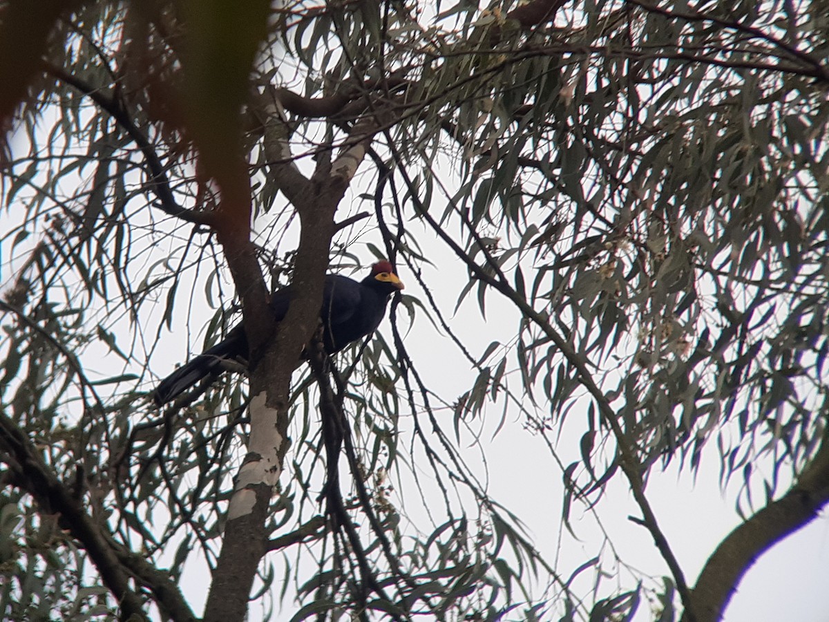 Турако червоночубий - ML645319996