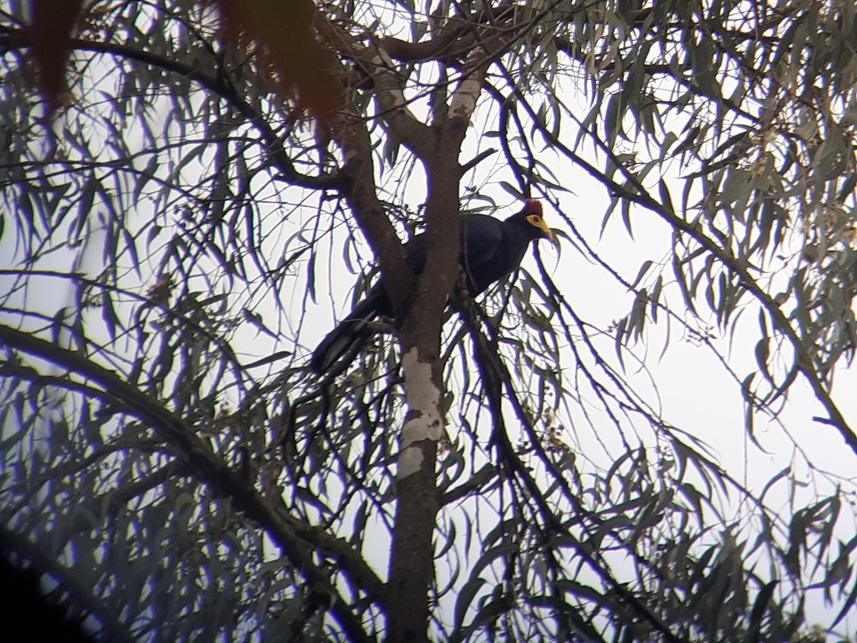 Турако червоночубий - ML645319997