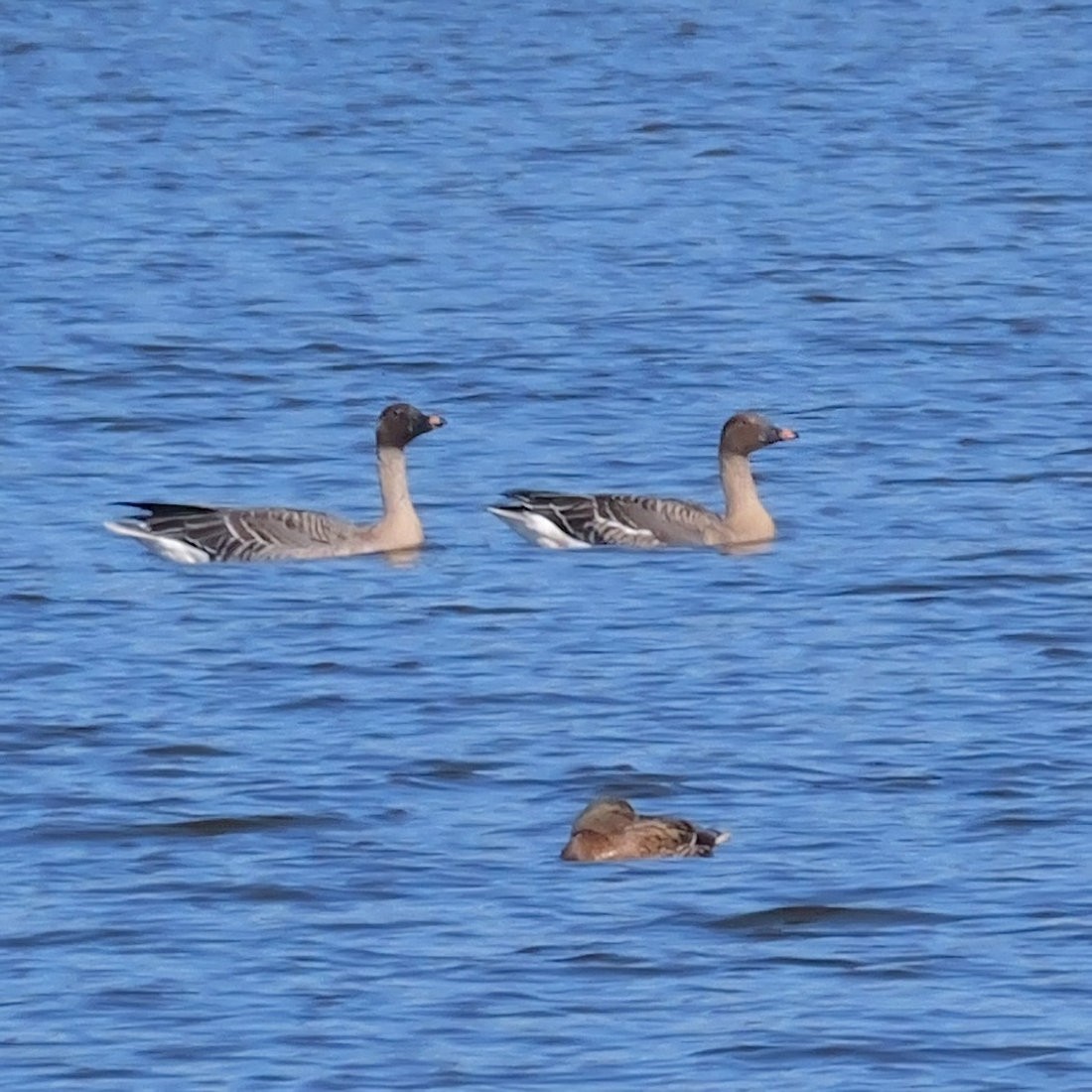 ヒシクイ - ML645320010