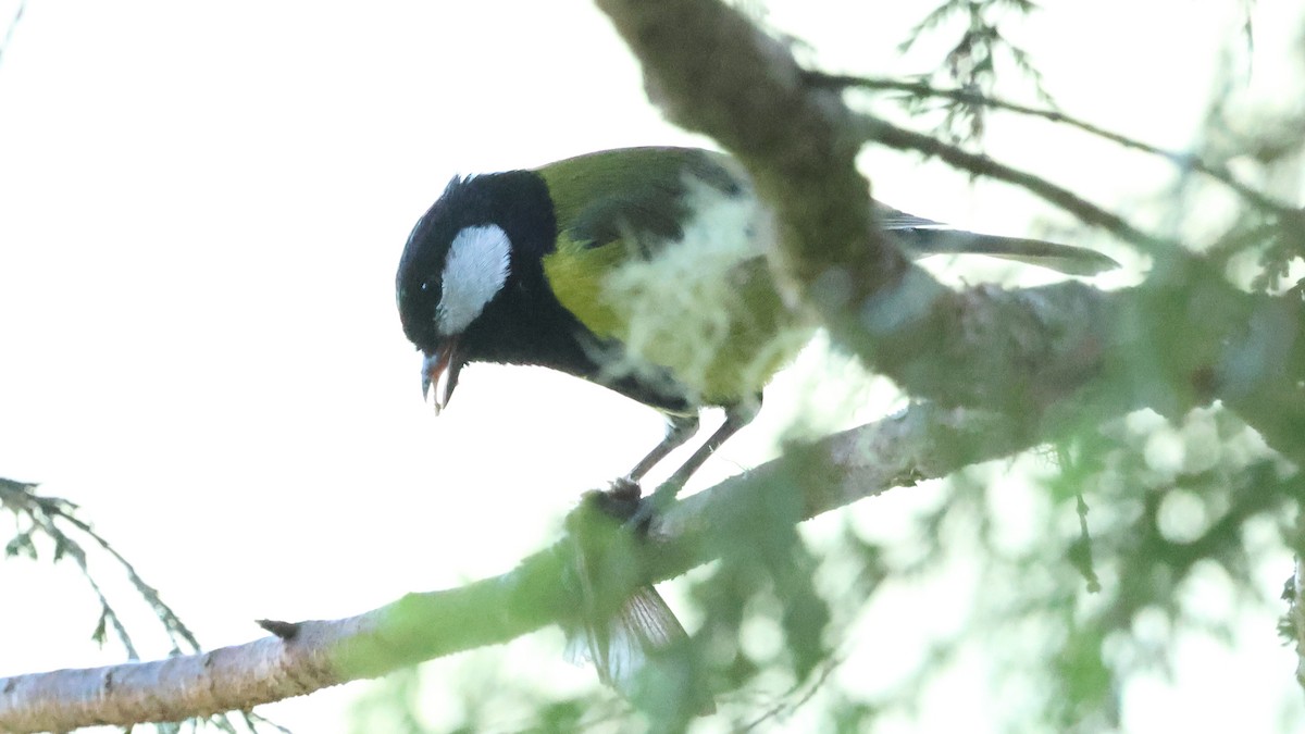 Green-backed Tit - ML645320020