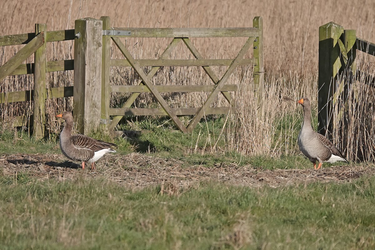 Graylag Goose - ML645320037