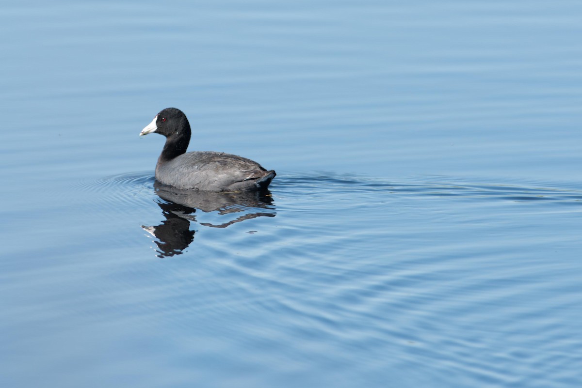 אגמית אמריקנית - ML645320039
