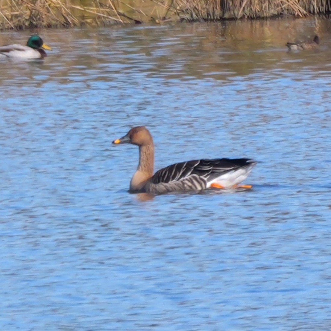 ヒシクイ - ML645320041