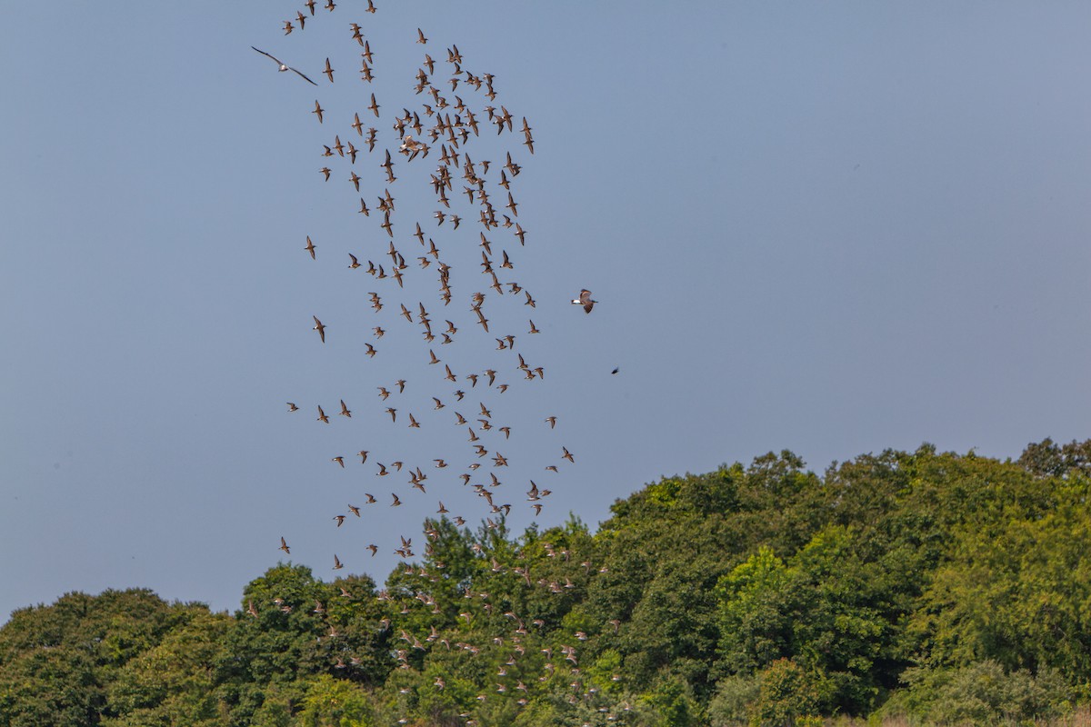 Бонапартов песочник - ML645320049