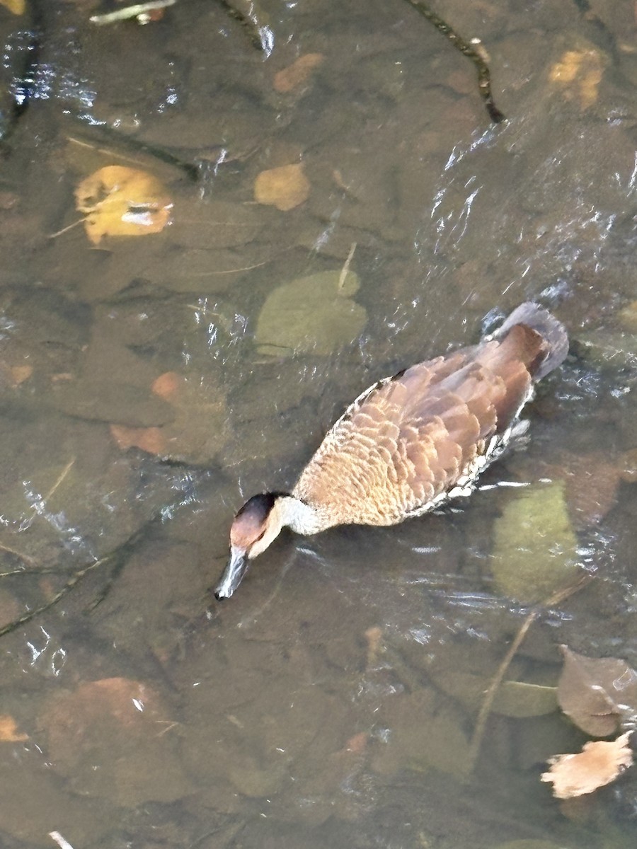 ハシグロリュウキュウガモ - ML645320050