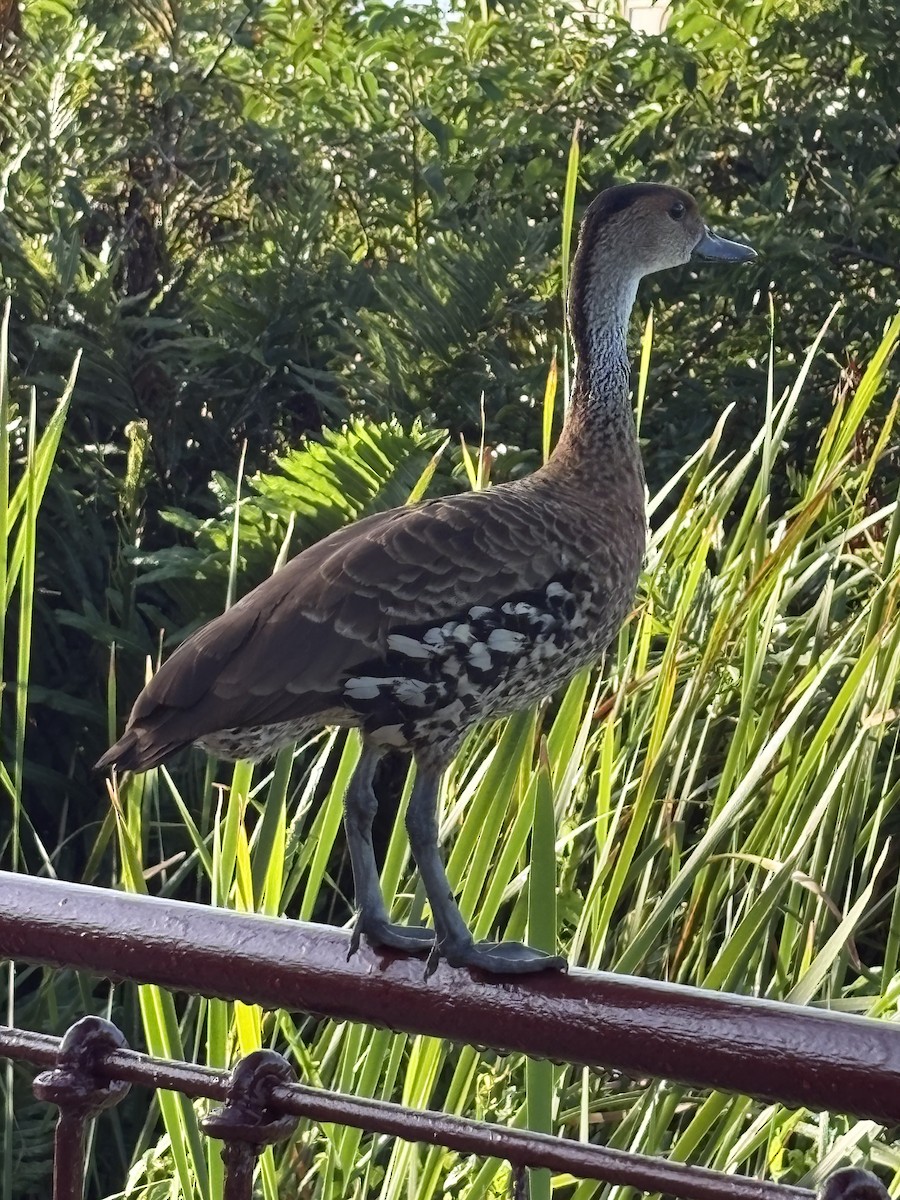 ハシグロリュウキュウガモ - ML645320051