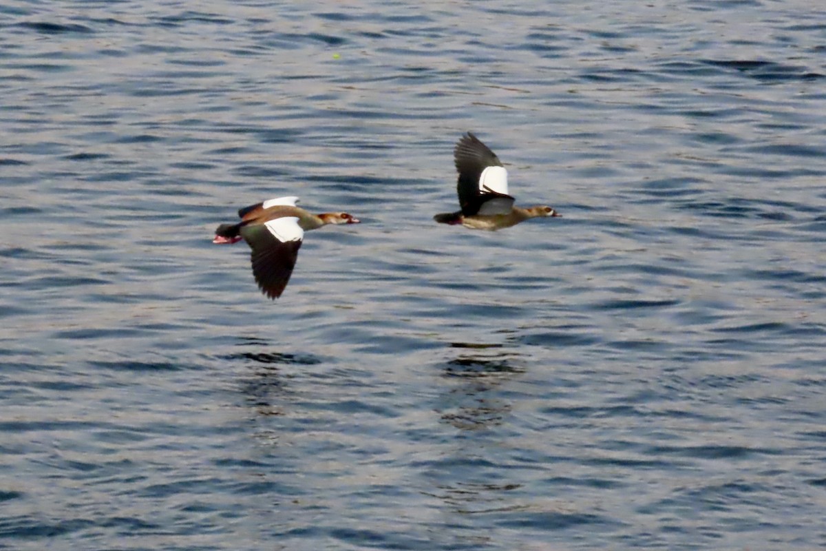 Egyptian Goose - ML645320058